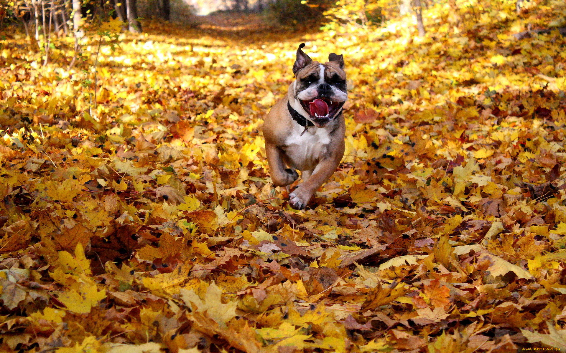 , , , , english, bulldog